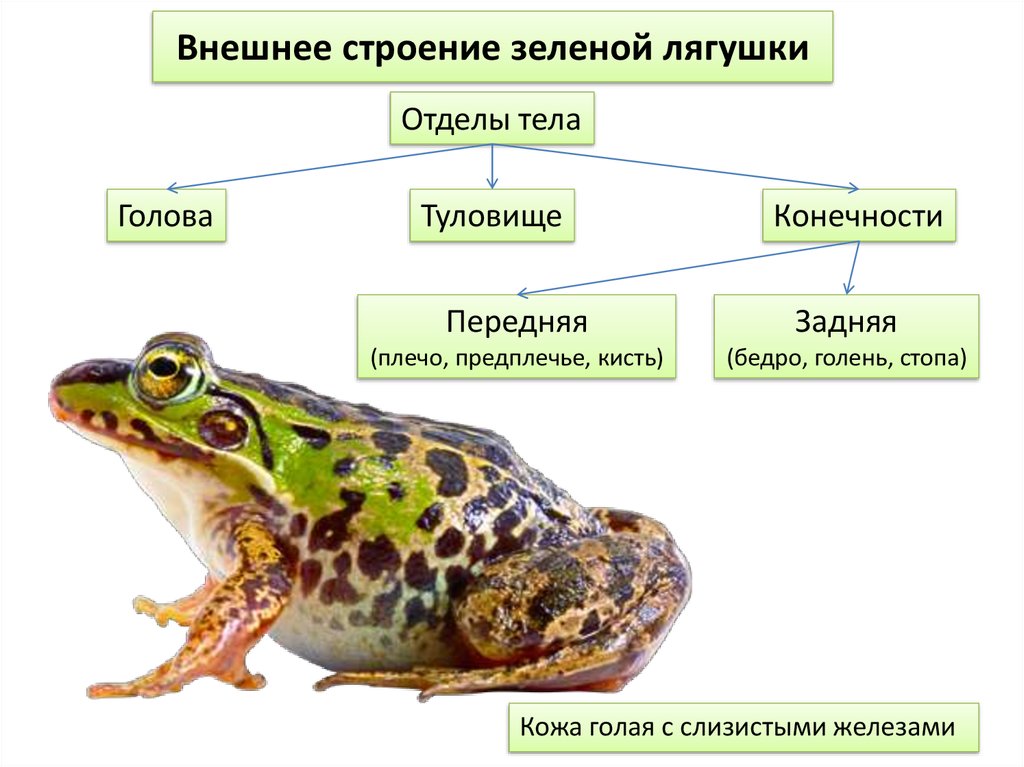 Строение и развитие земноводных. Земноводные внешнее строение лягушки. Внешнее строение зеленой лягушки. Внешнее строение лягушки отделы тела конечности. Отделы тела лягушки 7 класс.