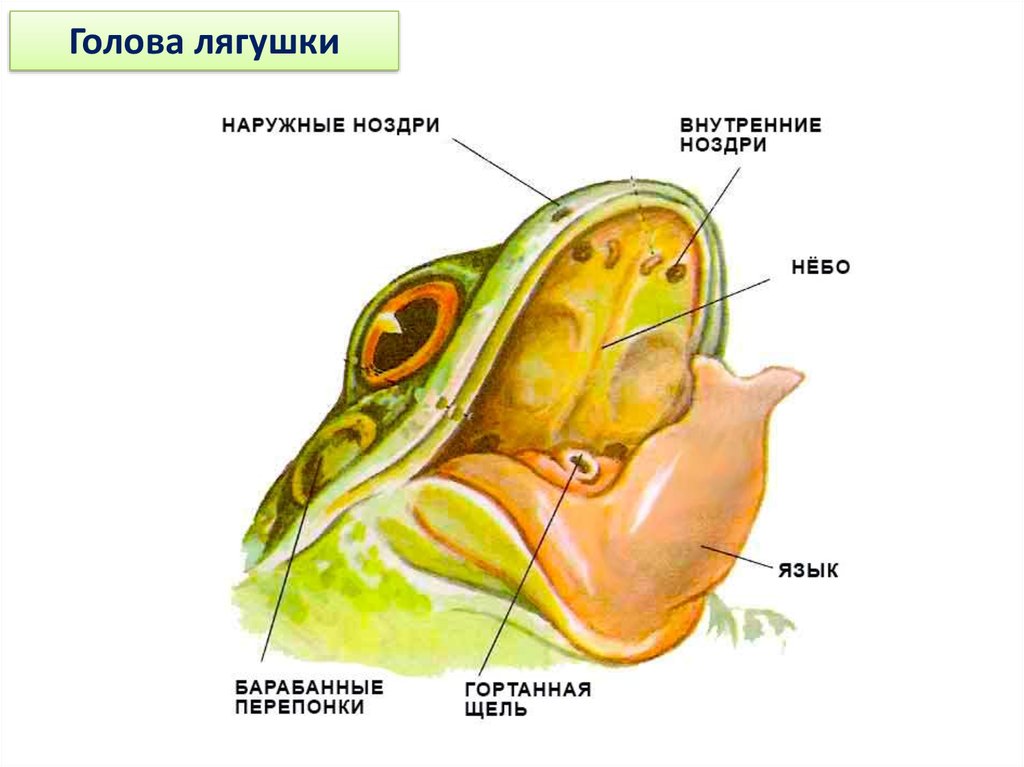 Орган слуха земноводных представлен. Строение ротовой полости лягушки. Внешнее строение лягушки ротовой полости. Внутреннее ухо лягушки строение. Якобсонов орган у амфибий.