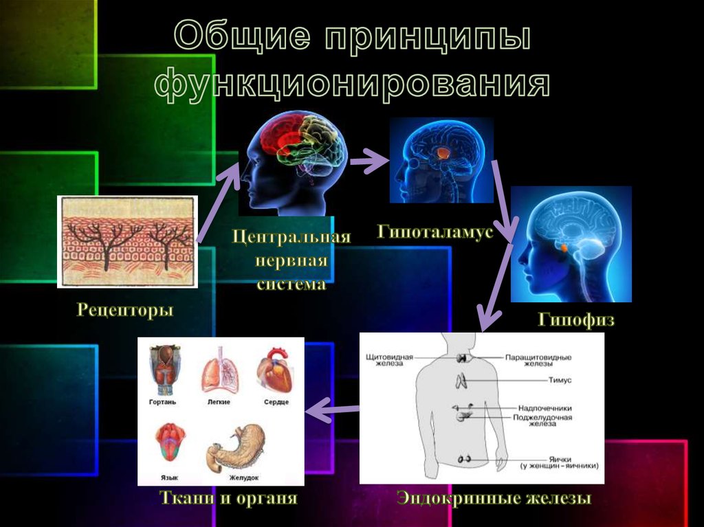 Общие принципы функционирования