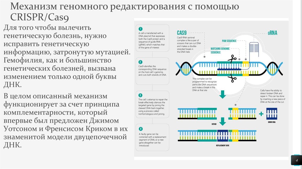 Геномная медицина презентация