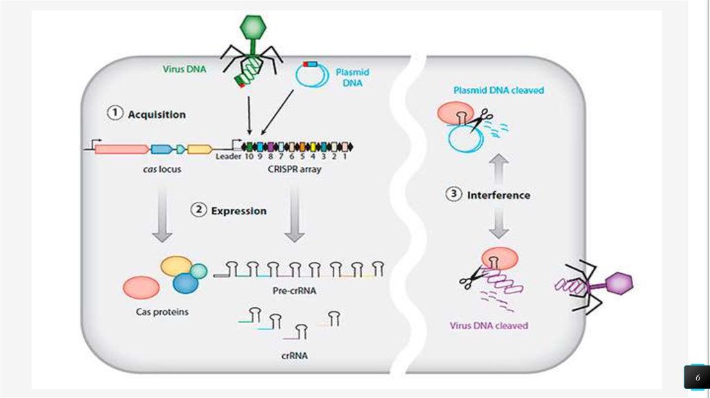 Crispr cas9 технология презентация