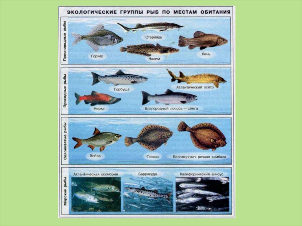 Примеры группы рыбы. Тресковые рыбы представители. Морская рыба названия. Рыбы обитающие в Озерах. Экологические группы рыб.