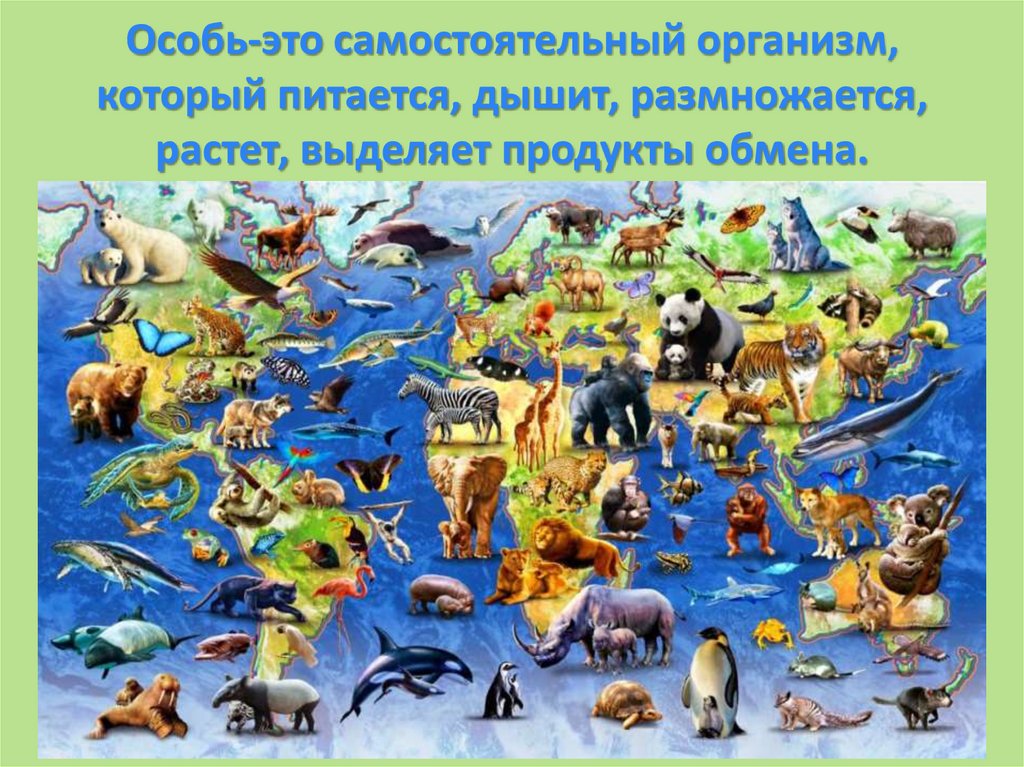 Разнообразие живых организмов. Многообразие животных. Сколько животных на картинке.