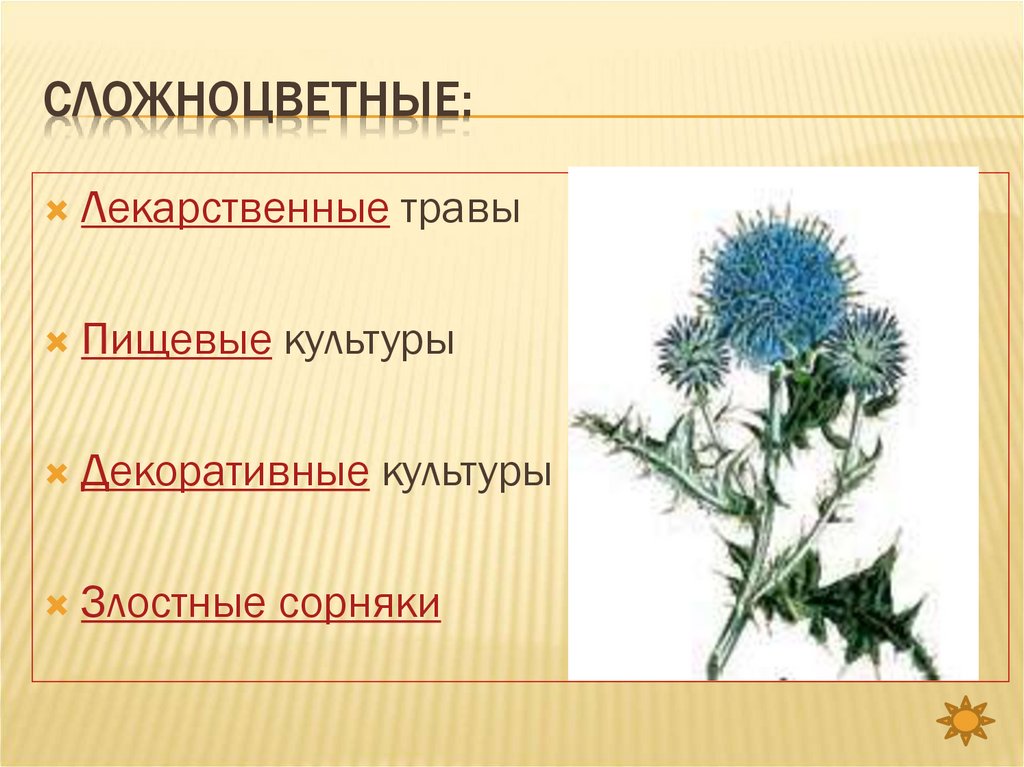 Применение сложноцветных. Сорные растения семейства Астровые. Сорные Сложноцветные. Сорные растения семейства сложноцветных. Сложноцветные лекарственные растения.