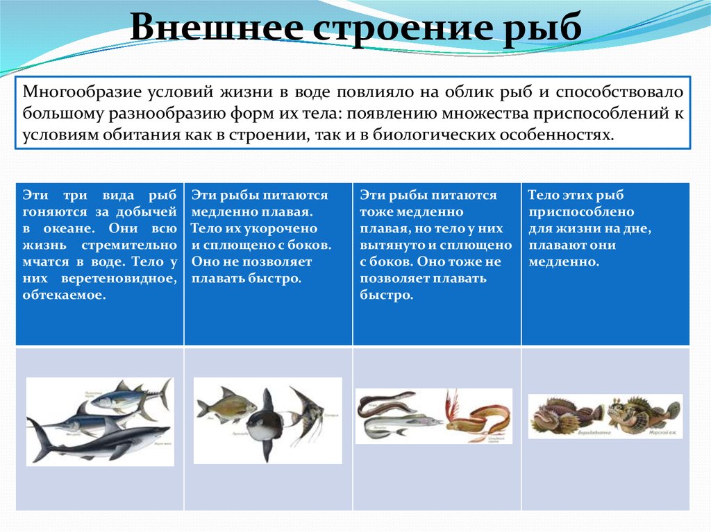 Щука приспособление к среде. Особенности строения тела рыб. Рыбы по среде обитания. Рыбы и их среда обитания. Приспособление рыб к условиям обитания.