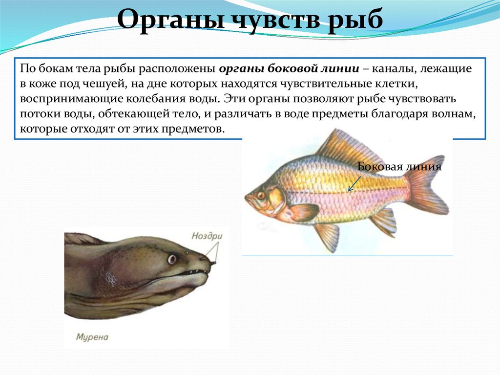 Какие ноздри у рыб. Органы боковой линии у рыб. Строение органа боковой линии у рыб. Орган чувств рыб воспринимающий движение воды. Боковая линия рыб воспринимает.
