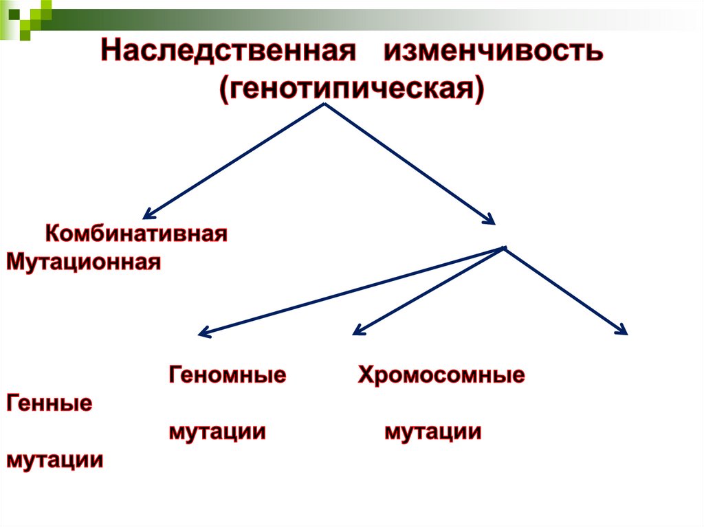 Наследственная изменчивость картинки