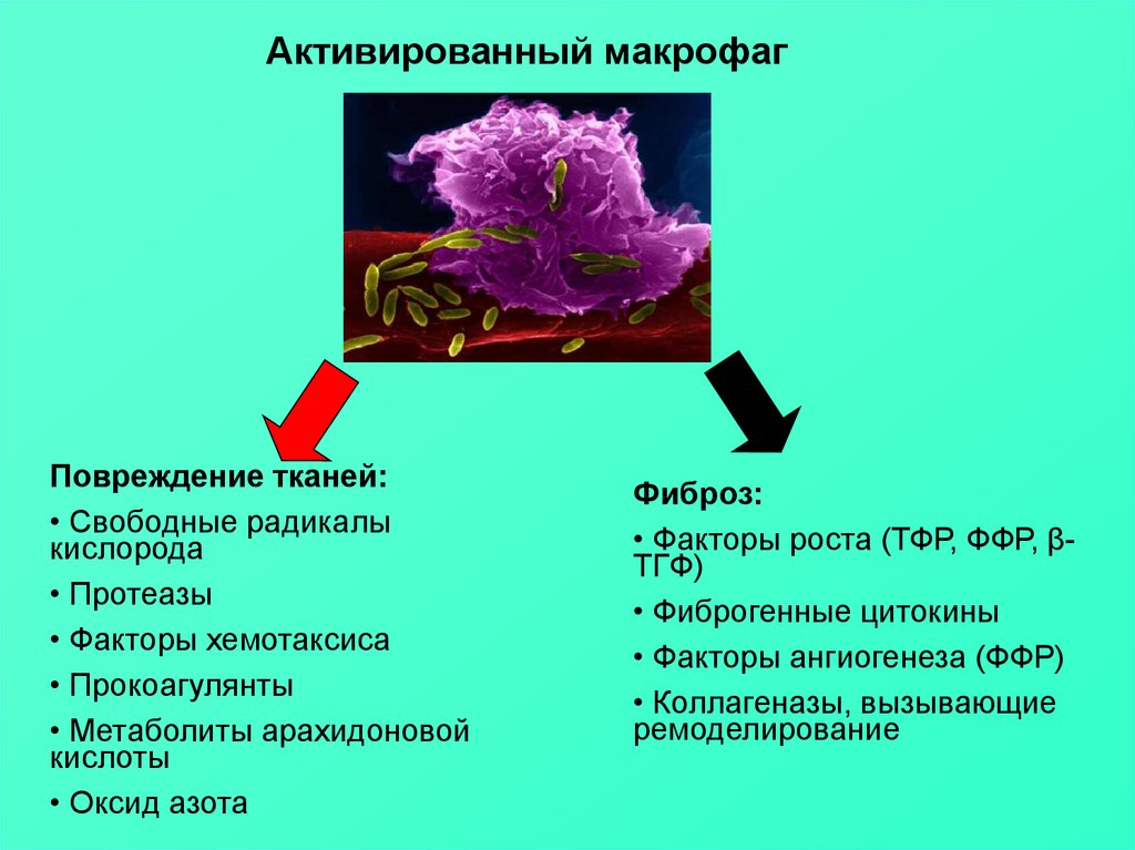 Воспаление патофизиология презентация