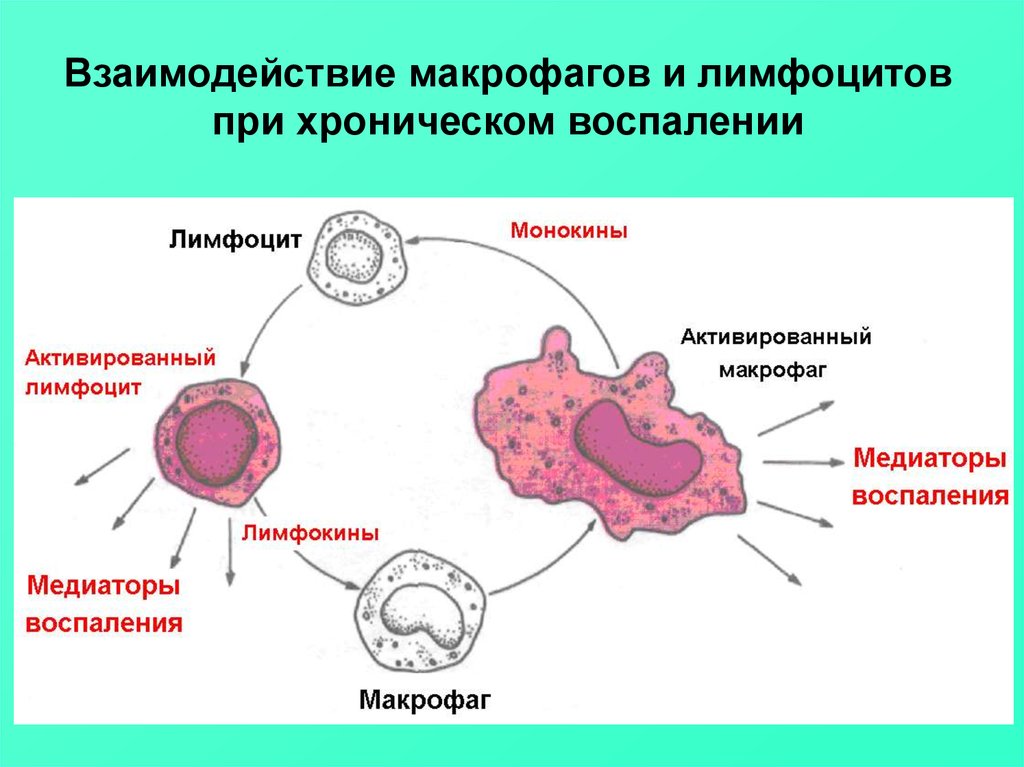 Эритроциты макрофаги. Клетка Макрофаг строение. Воспаление макрофаги. Медиаторы воспаления макрофагов. Лимфоциты схема.
