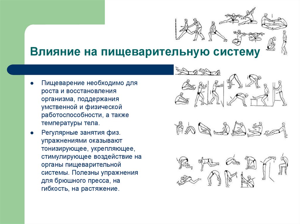 Физические упражнения на организм. Влияние физических упражнений на систему пищеварения. Влияние физических упражнений на пищеварительную систему человека. Как физические упражнения влияют на систему пищеварительную нервную. Как влияют физические упражнения на основные системы организма?.