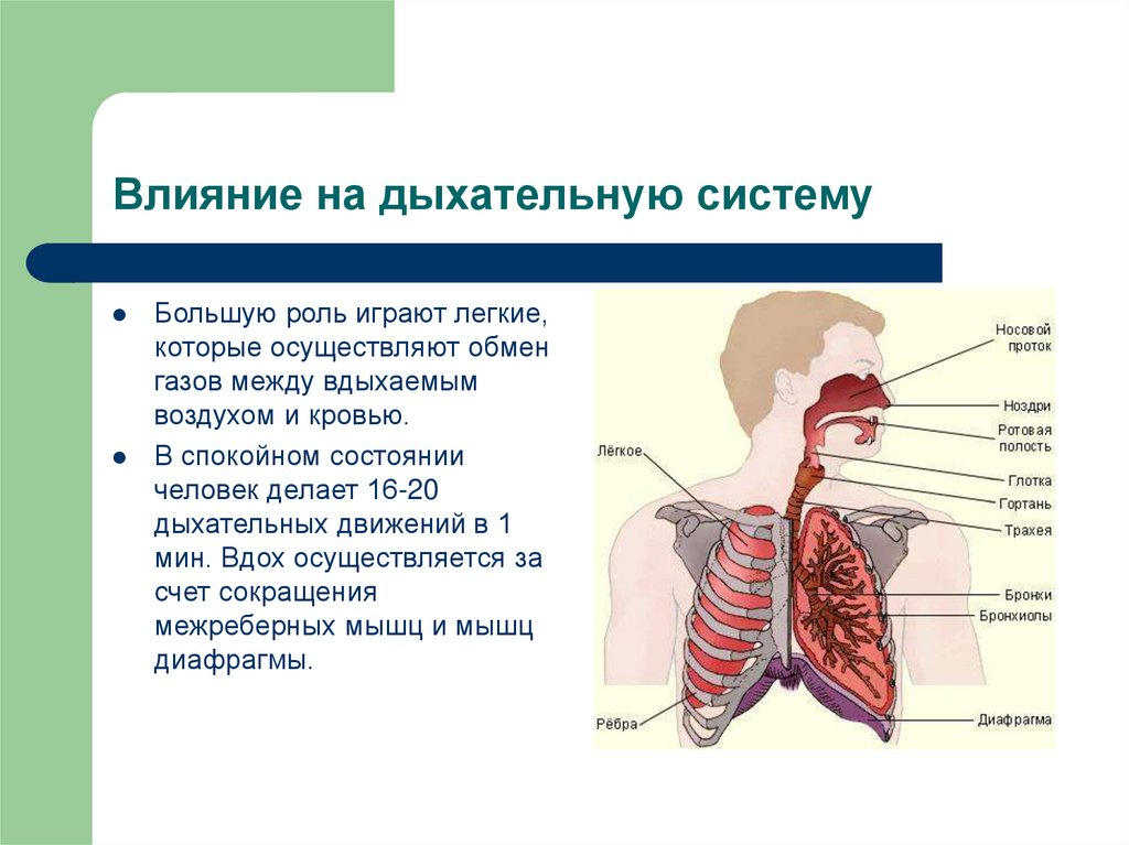 Презентация про дыхательную систему