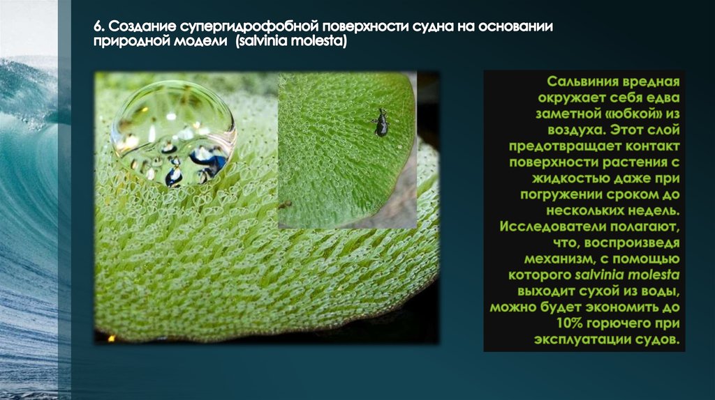 6. Создание супергидрофобной поверхности судна на основании природной модели (salvinia molesta)