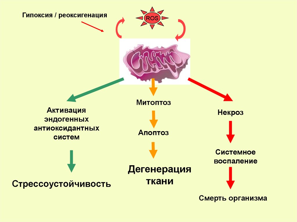 Гипоксия тканей. Эндогенная гипоксия. Тканевая гипоксия. Митоптоз.