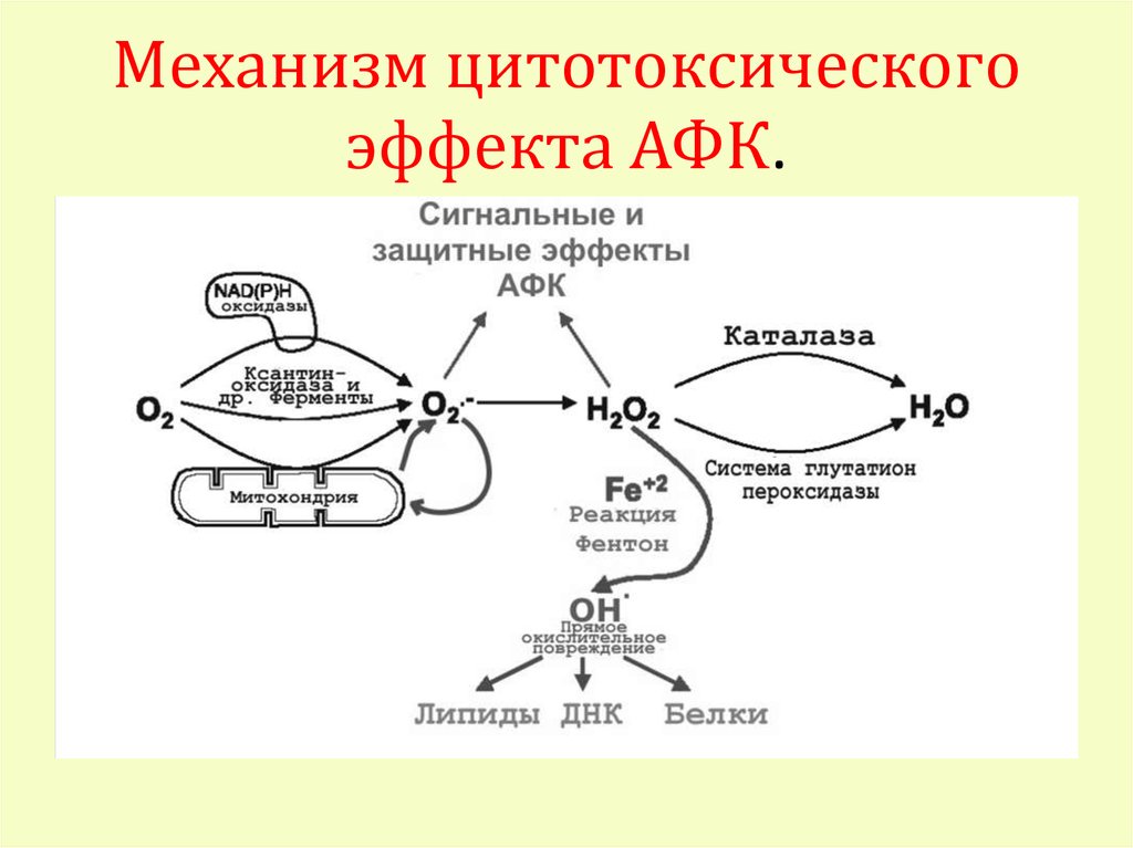 Механизм цитотоксического эффекта АФК.