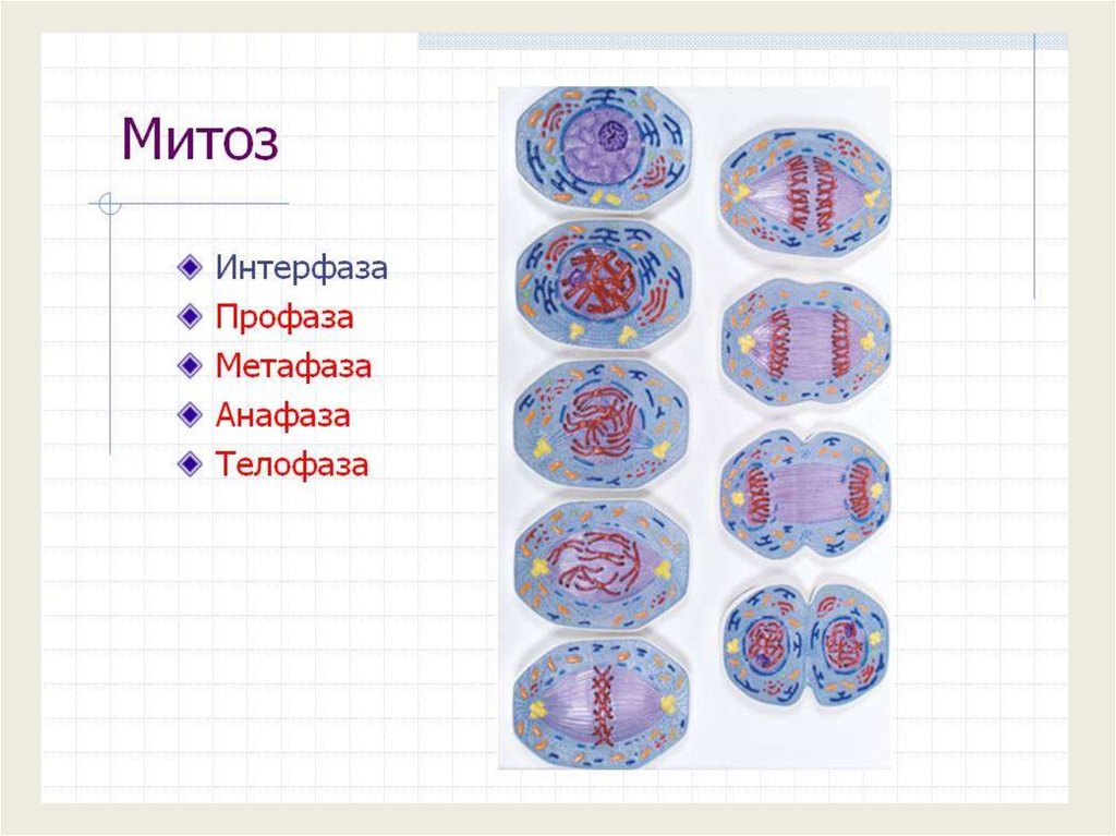 Деление профазы