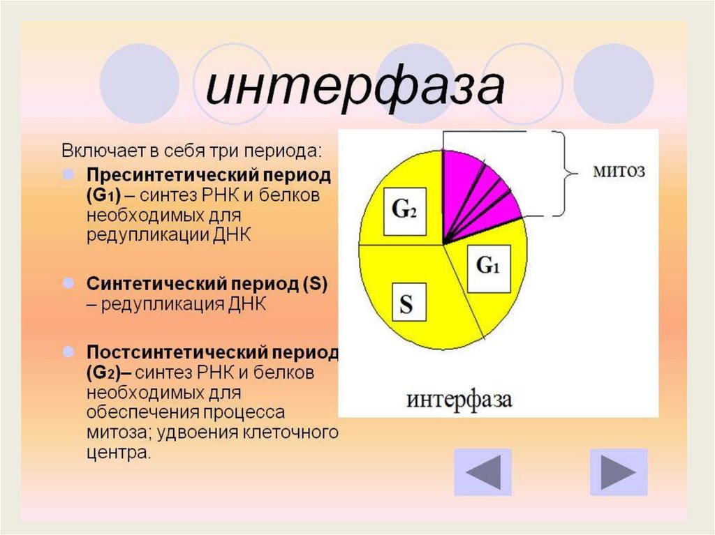 Интерфаза какая. Интерфаза митоза. G2 период интерфазы. Периоды клеточного цикла интерфаза. Периоды интерфазы митоза.