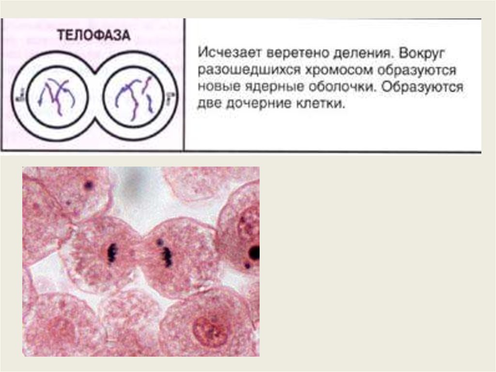 Первая дочерняя клетка