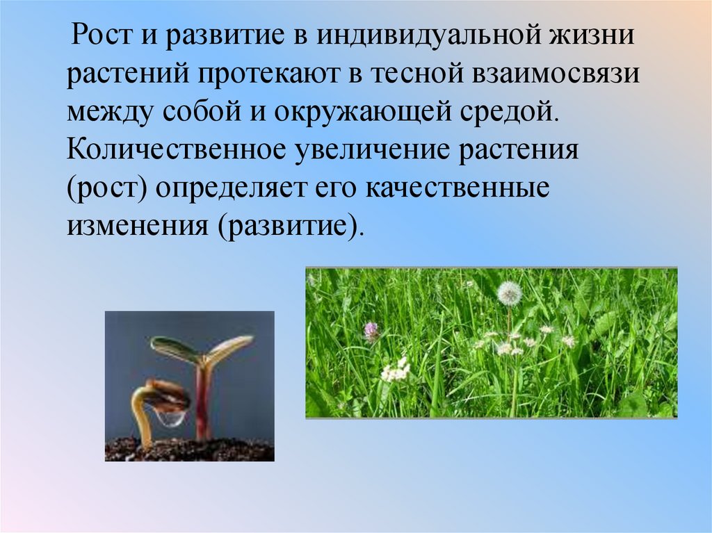 В чем особенность процесса роста у растений. Рост и развитие растений. Развитие растений 6 класс биология. Растения пост и развитие. Ьос т и развитие растений.