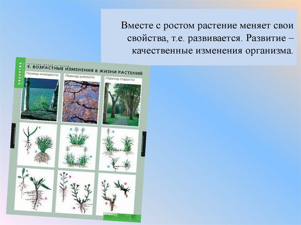 Рост и развитие растительного организма. Качественные изменения растений. Рост и развитие растений. Типы роста растений.