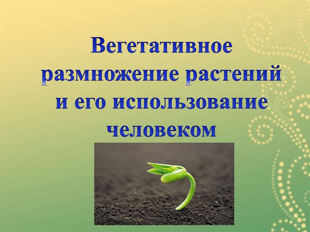 Презентация на тему вегетативное размножение покрытосеменных растений