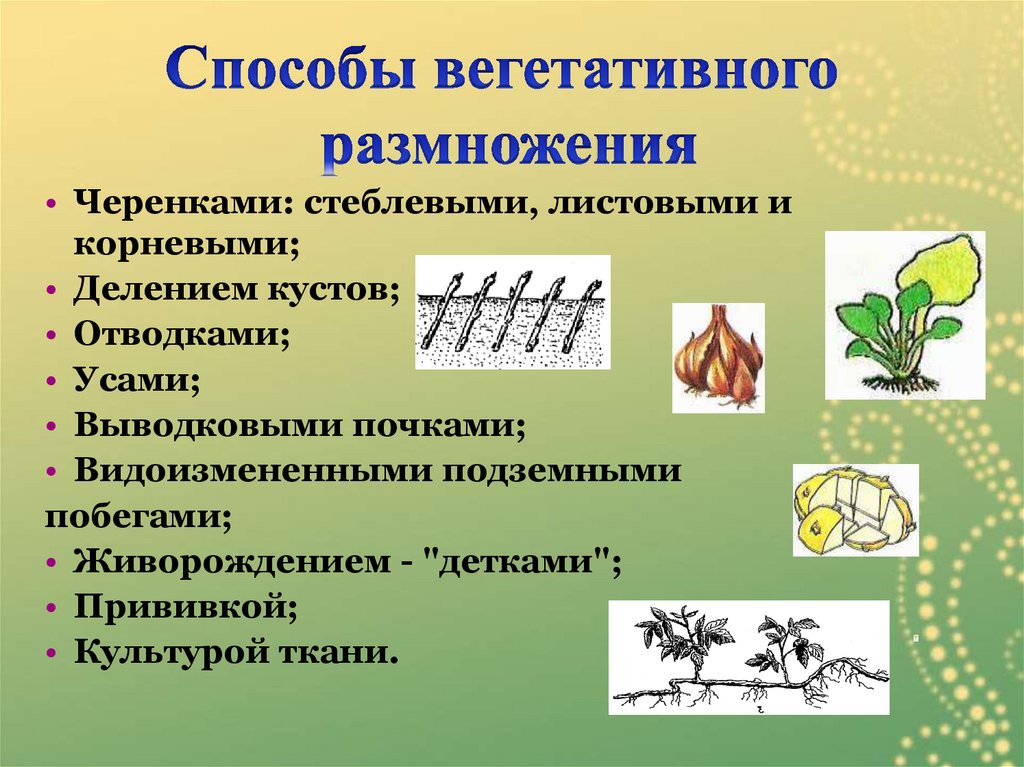 Урок размножение 6 класс. Вегетативное размножение растений. Способы вегетативного размножения. Способы вегетативного размножения растений. Использование вегетативного размножения человеком.