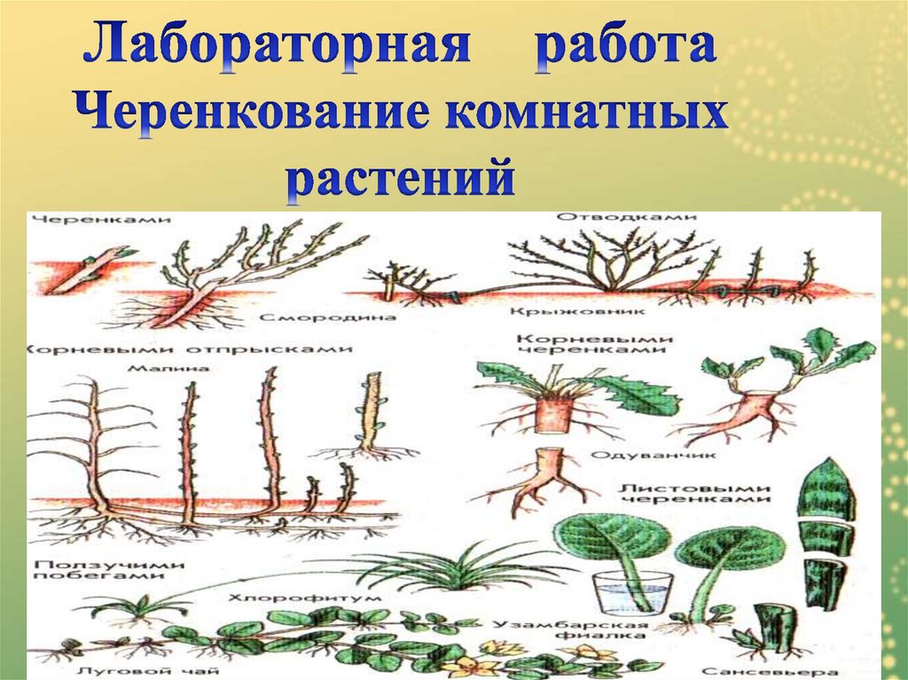 Проект по вегетативному размножению комнатных растений