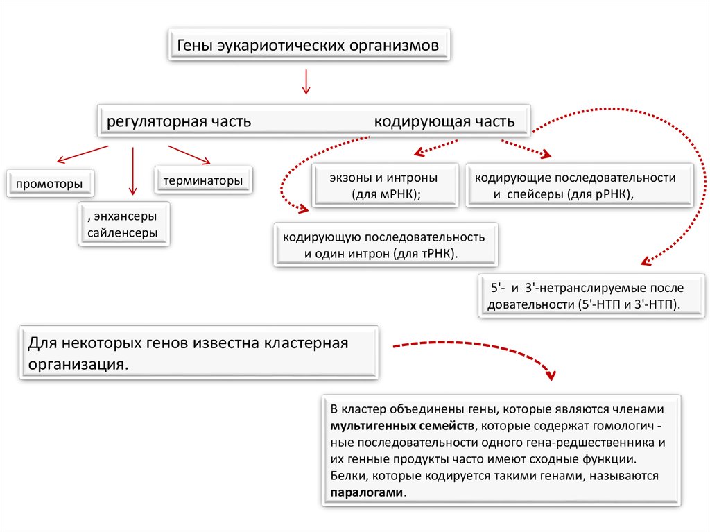 Форма гена называется