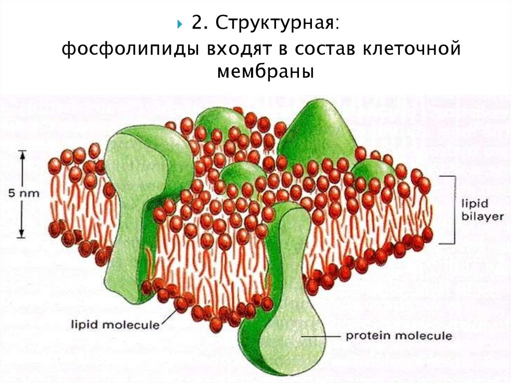 Липиды входят в состав клеток. Фосфолипиды в мембране клетки. Фосфолипиды клеточной мембраны. Фосфолипиды клеточной мембраны состав. Строение фосфолипидной мембраны.