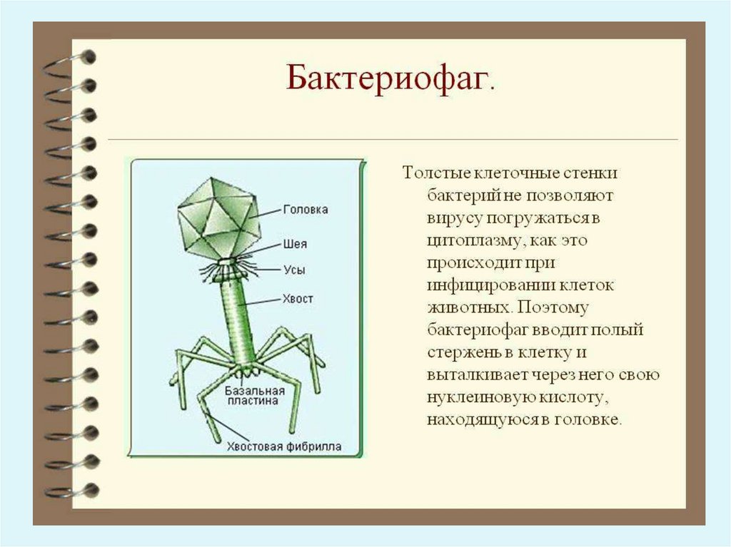 Вирусы и бактериофаги презентация