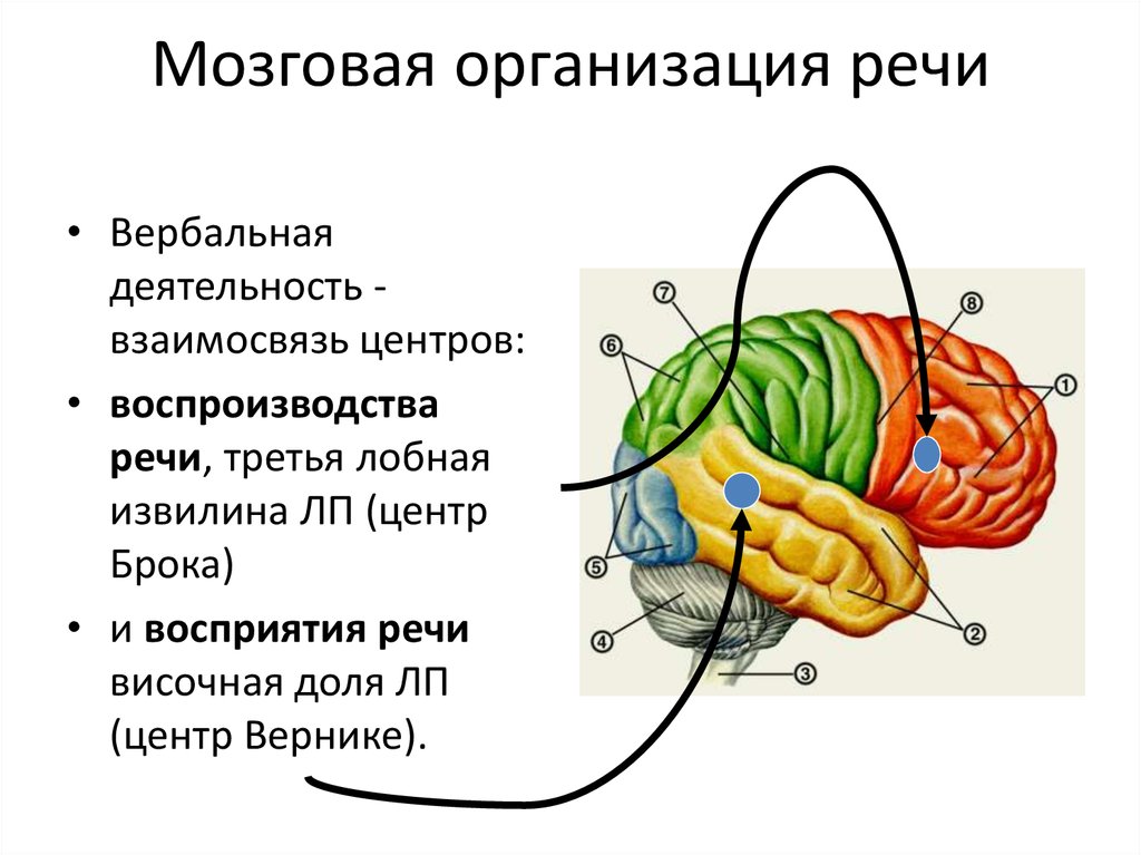 Механизмы работы мозга. Мозговая организация речевой функции.. Схема мозговой организации речевых функций. Речевые структуры мозга. Формирование речи в мозге.