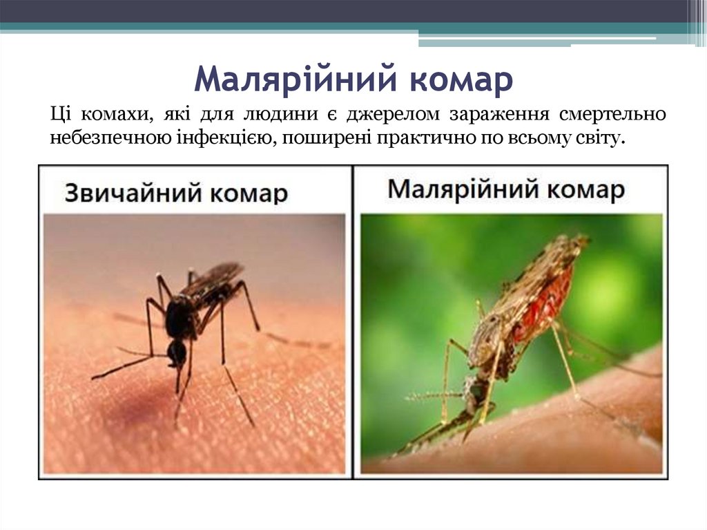 Чем опасен малярийный комар. Опасны ли малярийные комары в России. Укус малярии малярийный комар. Как выглядит малярийный комар.