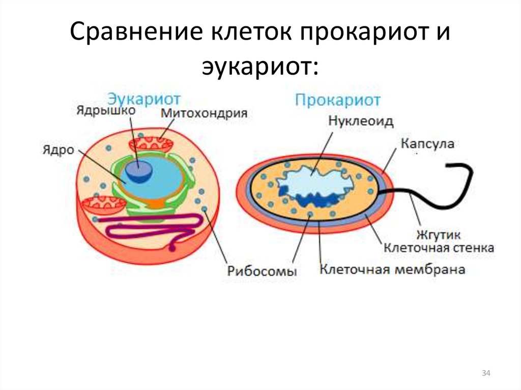 Сравнение клеток прокариот и эукариот:
