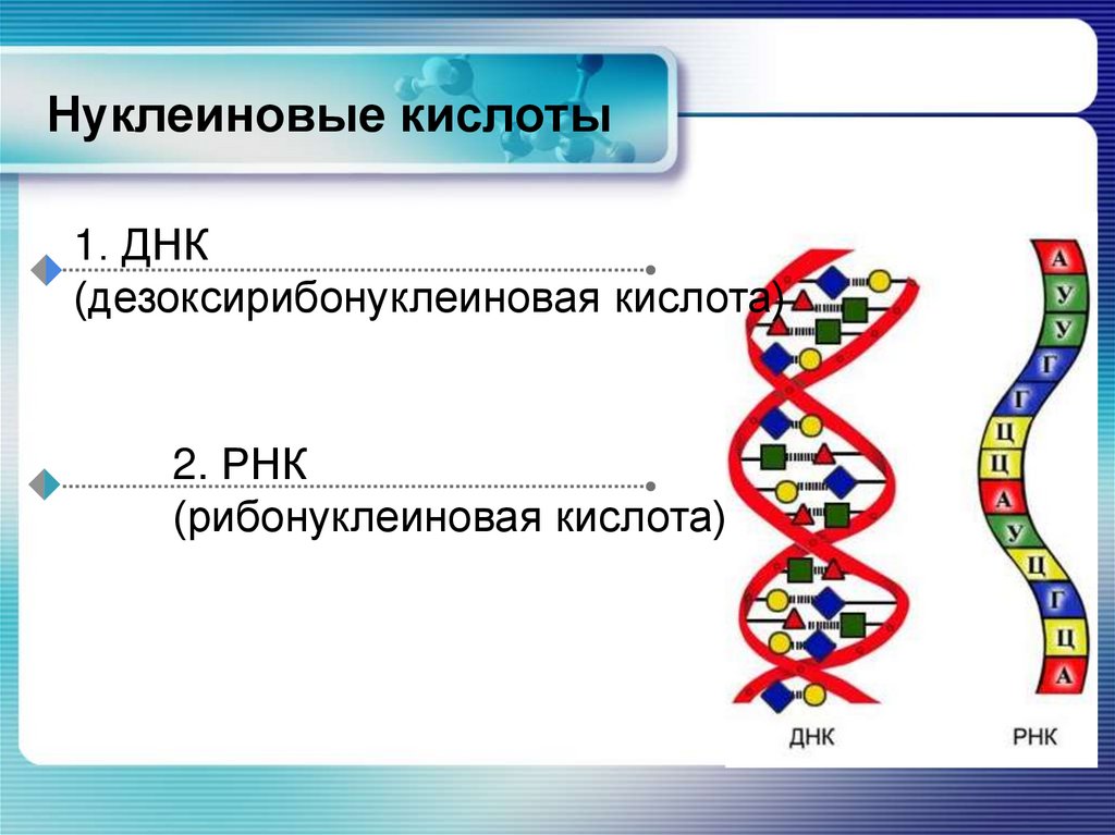 Рнк встречается. Строение нуклеиновых кислот. Нуклеиновые кислоты ДНК. Нуклеиновые кислоты презентация. Нуклеиновые кислоты РНК.
