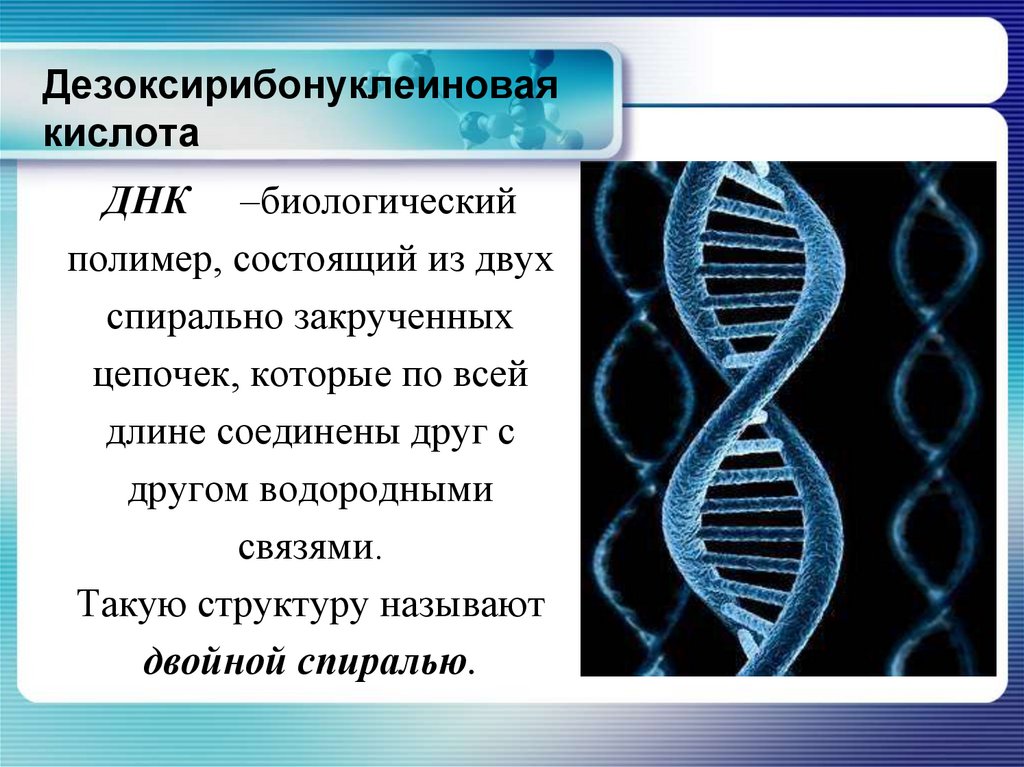 Структуру днк расшифровали. ДНК определение. ДНК это в биологии. Дезоксирибонуклеиновая кислота. Установление структуры ДНК.