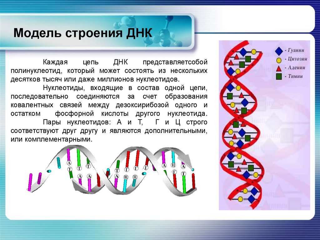 Схема молекулы днк