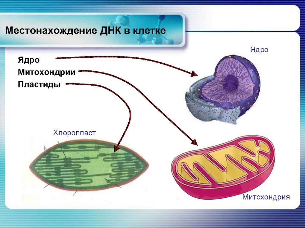 Митохондрии у прокариот. ДНК растительной клетки.