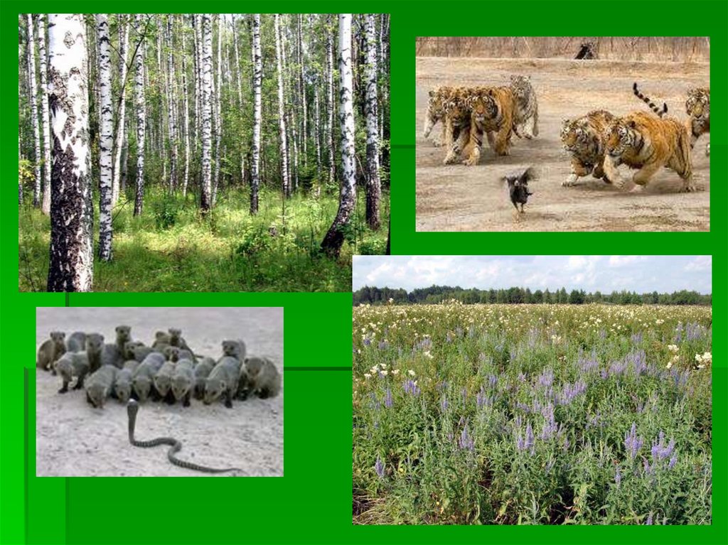 Биологические связи в природе. Биотические сообщества фото. Биотические факторы в смешанных лесах. Биотические факторы. Биотические условия смешанных лесов.