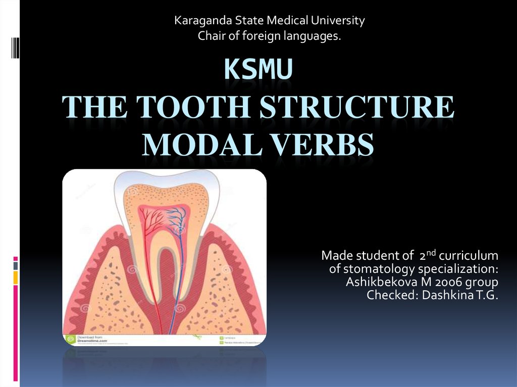 KSMU The Tooth structure Modal verbs