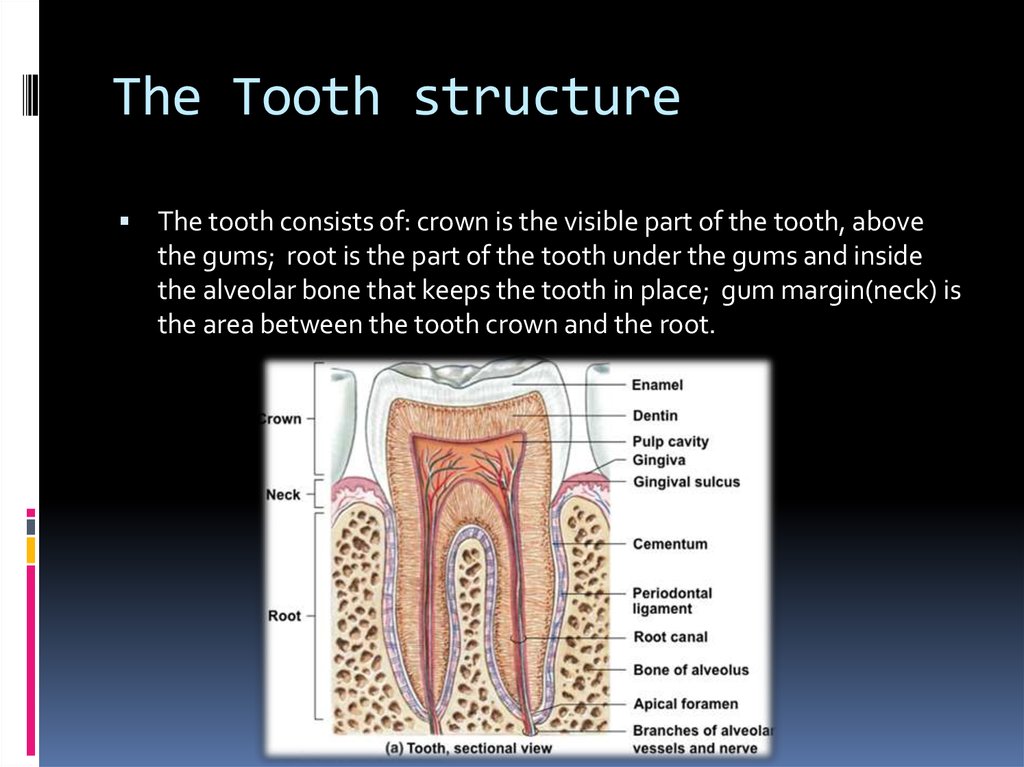 The Tooth structure
