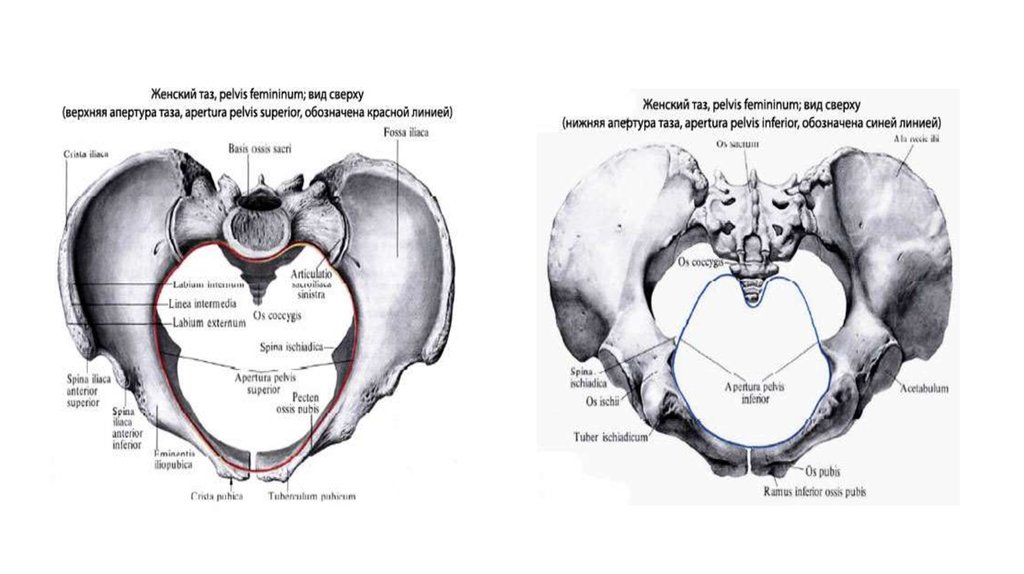Большой таз. Женский таз вид снизу. Пограничная линия таза анатомия. Таз мужской вид сверху, снизу анатомия человека. Верхняя и нижняя Апертура таза.