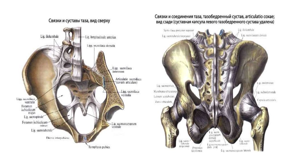 Бедренная кость тип соединения костей. Остеология тазовая кость.