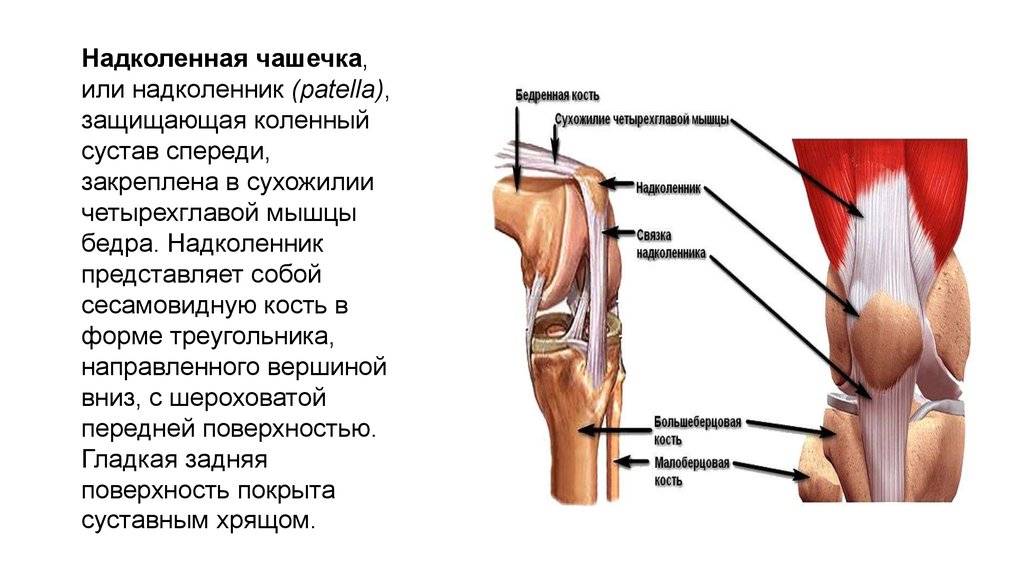 Повреждение связки надколенника. Болит кость под коленной чашечкой спереди. Болит над коленной чашечкой спереди. Болит колено под коленной чашечкой спереди. Строение мышц колена спереди.