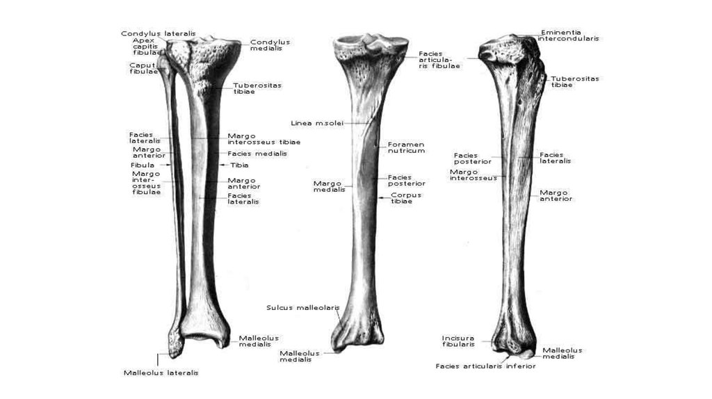 Кости голени. Большеберцовая кость Синельников. Большеберцовая кость анатомия человека Синельников. Большеберцовая кость анатомия атлас. Остеология нижних конечностей.