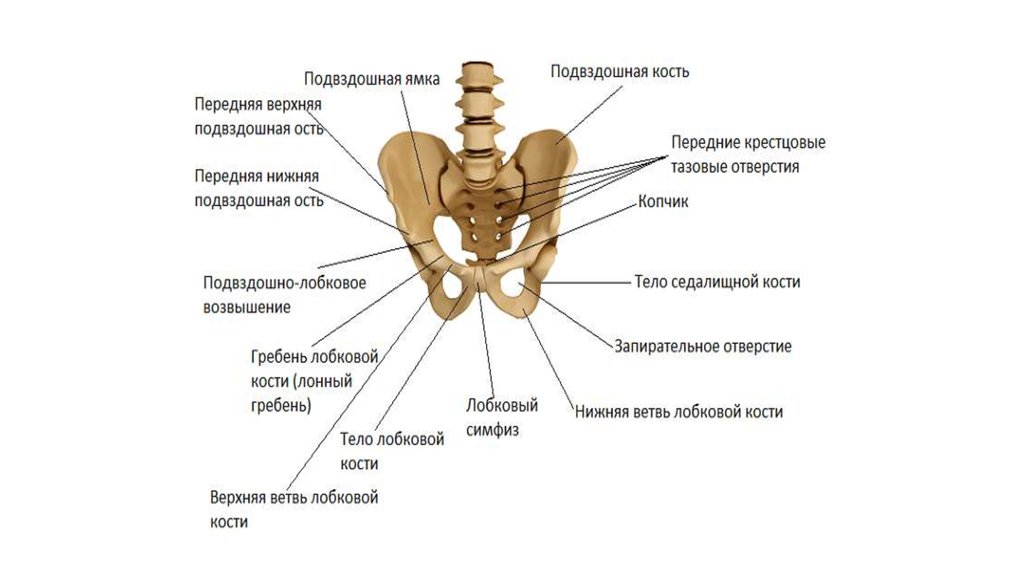 Лобковая кость это. Подвздошный гребень анатомия. Гребень подвздошной кости анатомия. Передняя верхняя подвздошная ость. Верхняя подвздошная ость.