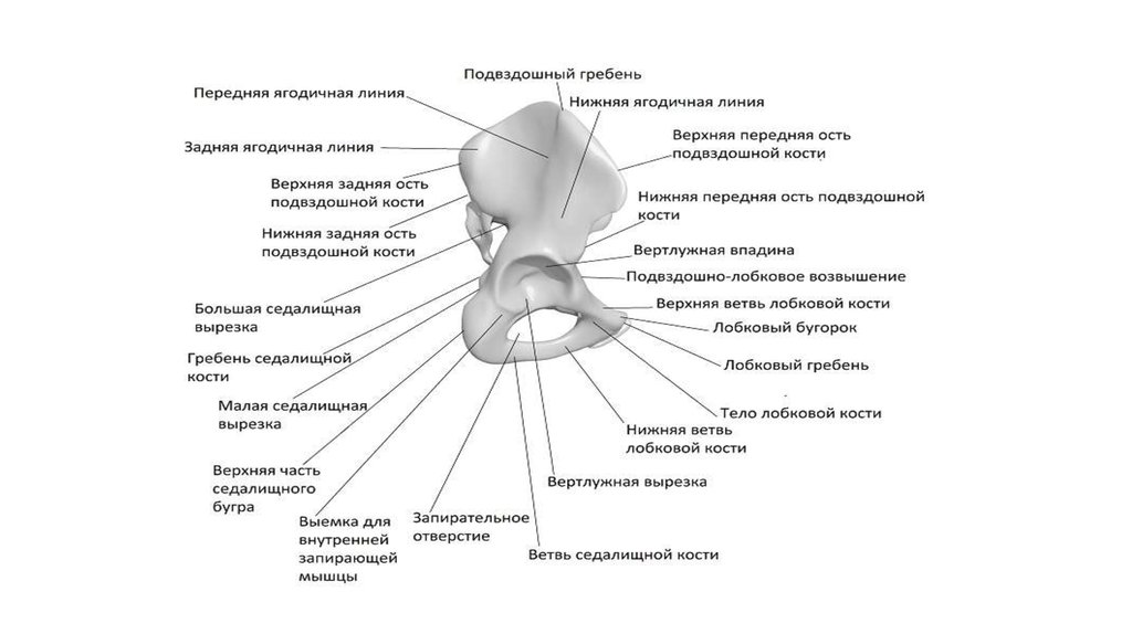 Костя гребень. Дуговая линия подвздошной кости. Ягодичные линии подвздошной кости. Гребешковая линия подвздошных костей. Лобковая кость анатомия запирательный гребень.