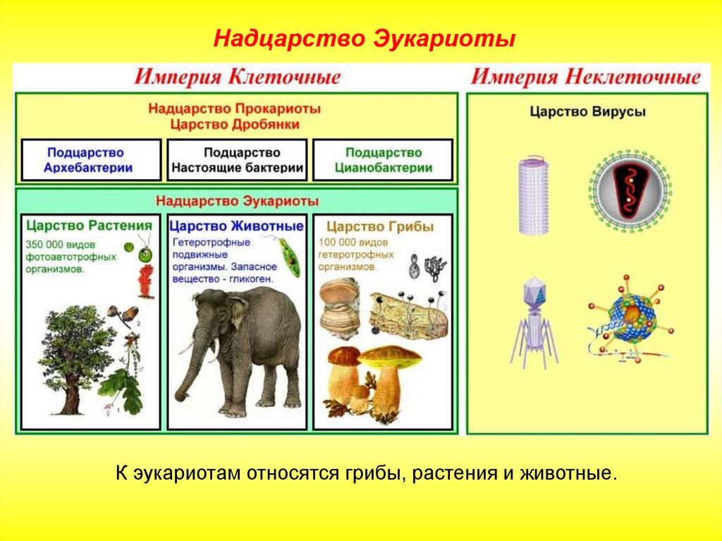 Схема классификация организмов