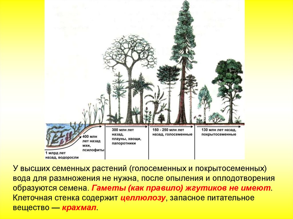 Цветковые растения появились в эру. Эволюция семенных растений.Голосеменные растения. Эволюция голосеменных растений таблица. Эволюционные преобразования органов растений. Ароморфозы семенных растений.