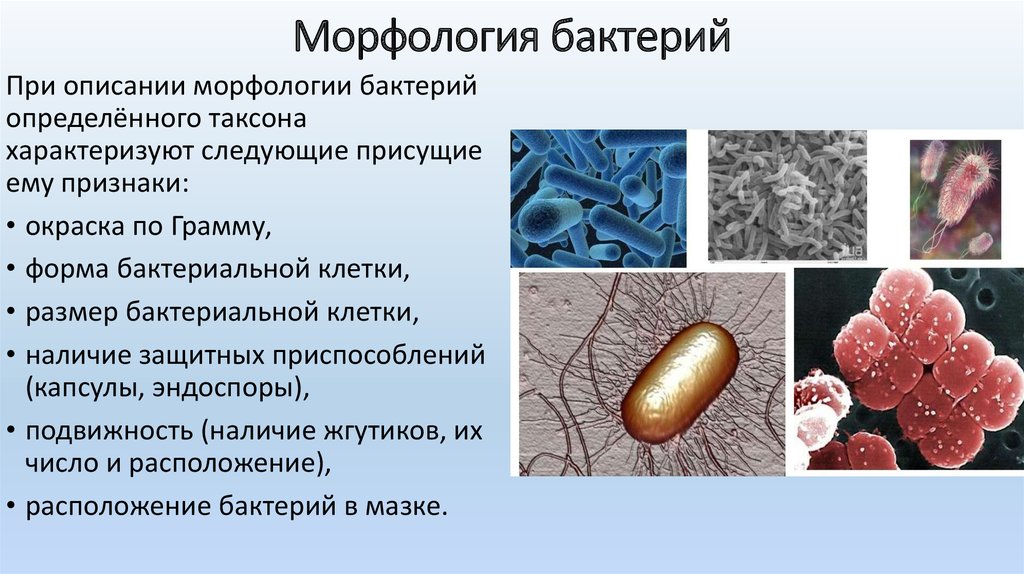 Бактерии известные виды