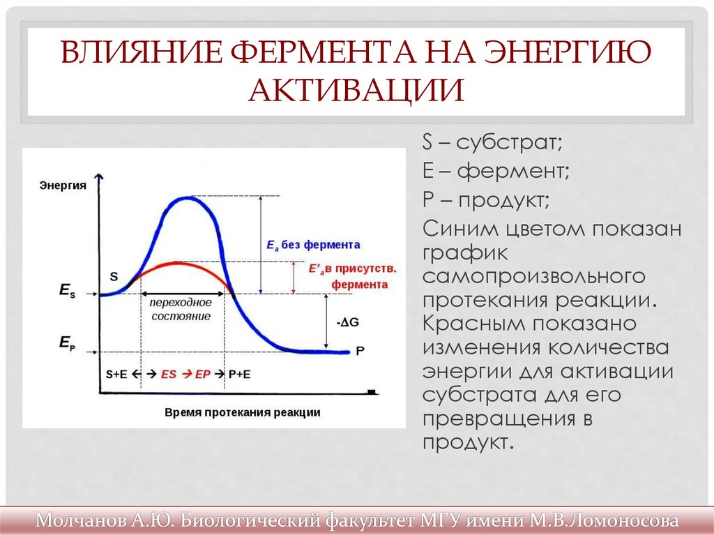 Увеличивает энергию активации