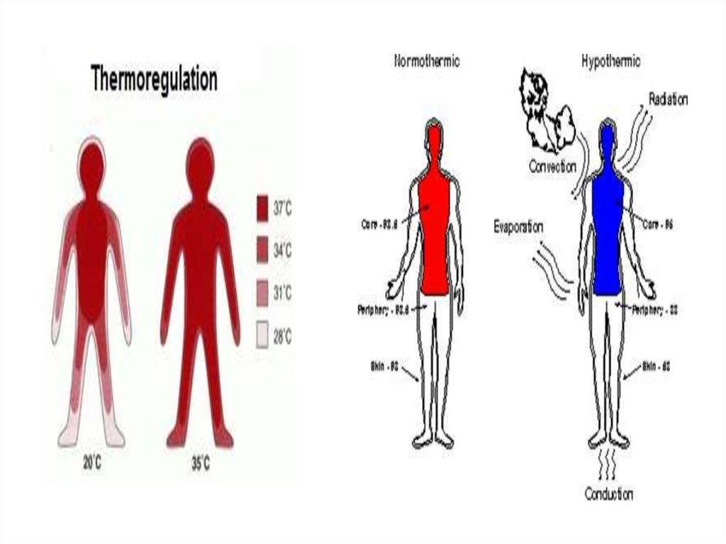 Physiological basis of thermoregulation. Thermoregulatory mechanism